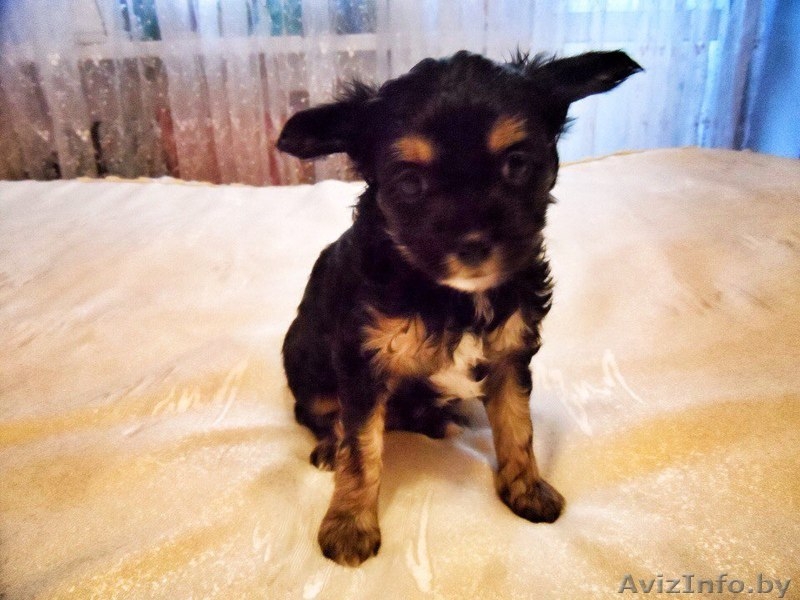 Продам щенков китайской хохлатой - Изображение #6, Объявление #1355028