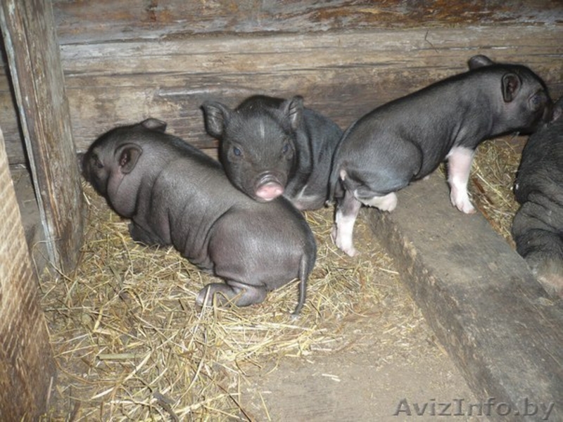 ПОРОСЯТА ВЬЕТНАМСКОЙ ПОРОДЫ - Изображение #2, Объявление #1371462
