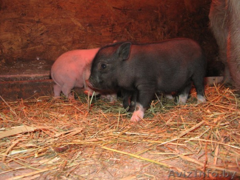 ПОРОСЯТА ВЬЕТНАМСКОЙ ПОРОДЫ - Изображение #3, Объявление #1371462