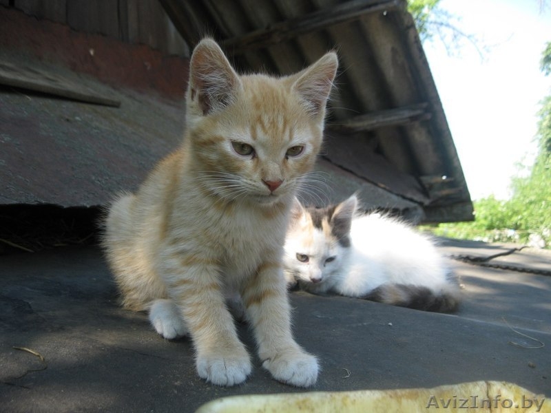 Котята в ответственные руки! - Изображение #3, Объявление #1461968