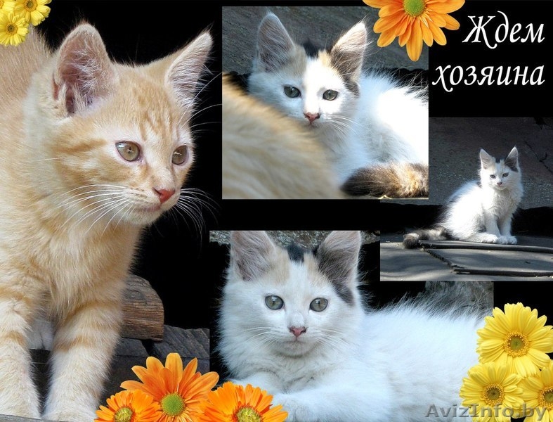 Котята в ответственные руки! - Изображение #1, Объявление #1461968