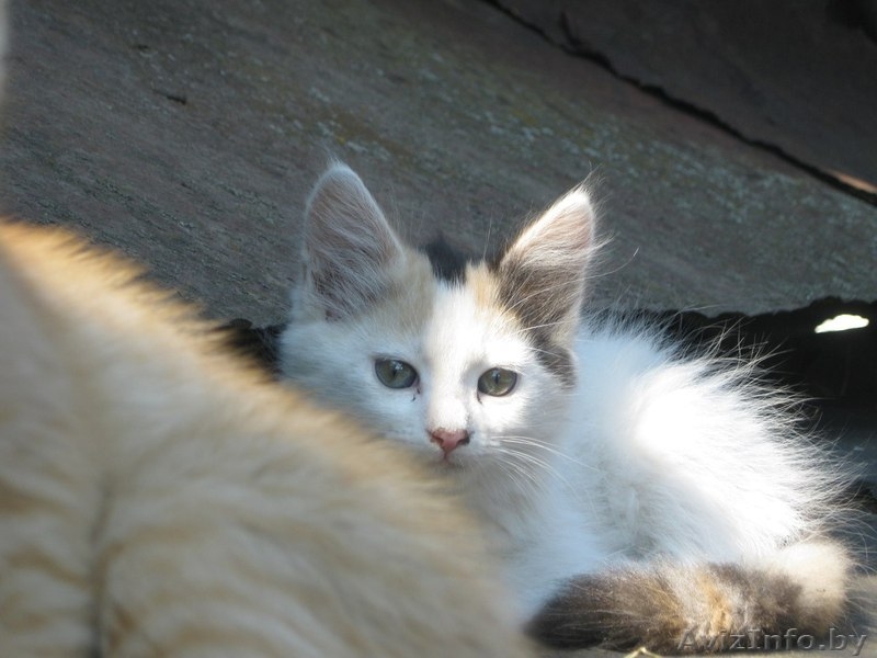 Котята в ответственные руки! - Изображение #2, Объявление #1461968