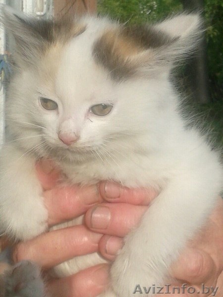 Котята в ответственные руки! - Изображение #4, Объявление #1461968