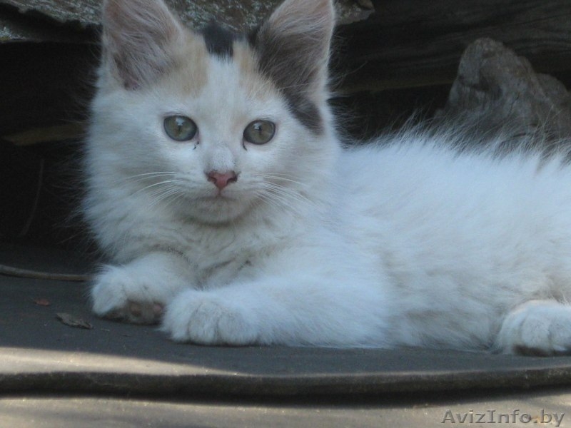 Котята в ответственные руки! - Изображение #5, Объявление #1461968