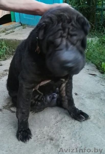 собаку в добрые руки - Изображение #2, Объявление #1490379