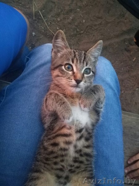 Отдам котенка Мартина , в хорошие руки , добрый ,хороший , ждет хозяина верный  - Изображение #1, Объявление #1580208