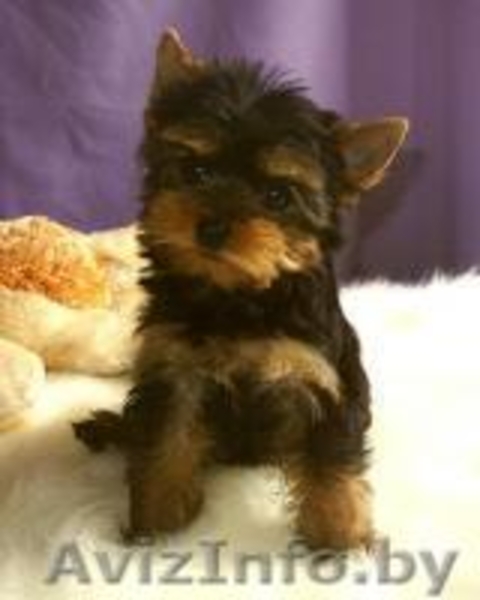 Не дорого щенки йоркширского терьера. - Изображение #2, Объявление #1616298