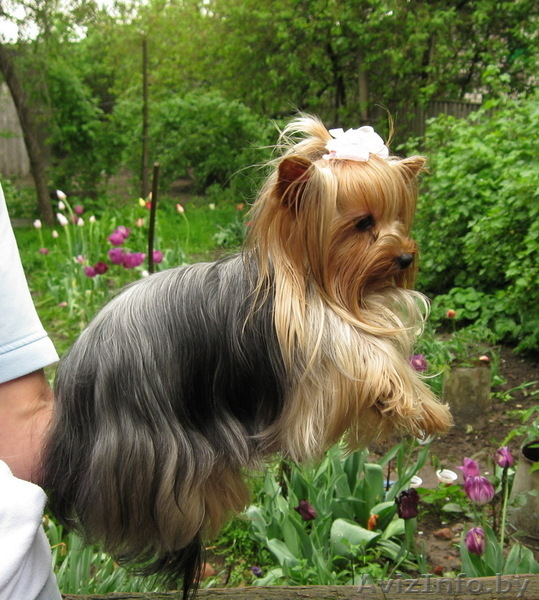 Не дорого щенки йоркширского терьера. - Изображение #3, Объявление #1616298