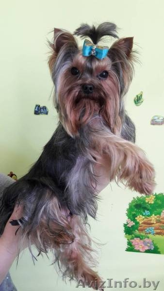 Йоркширский терьер вязка - Изображение #1, Объявление #1619276