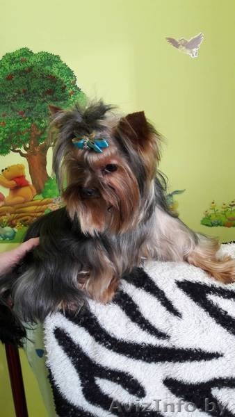Йоркширский терьер вязка - Изображение #4, Объявление #1619276