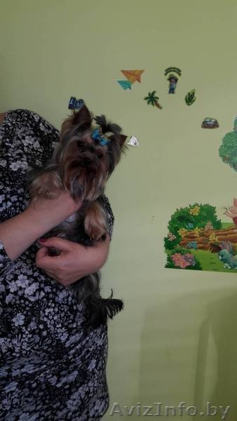 Йоркширский терьер вязка - Изображение #2, Объявление #1619276