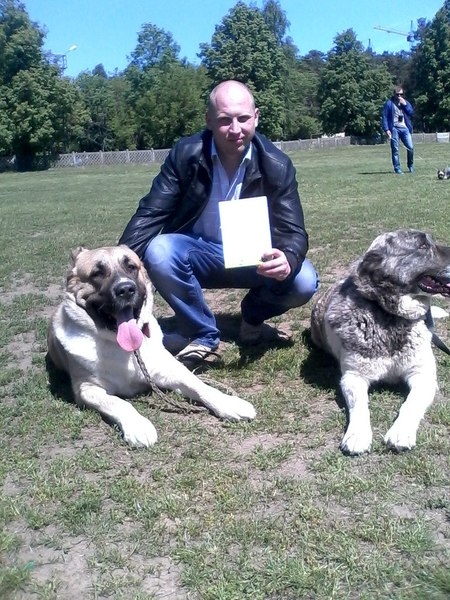 Предлагается кобель среднеазиатской овчарки (Алабай) на вязку - Изображение #1, Объявление #1652280