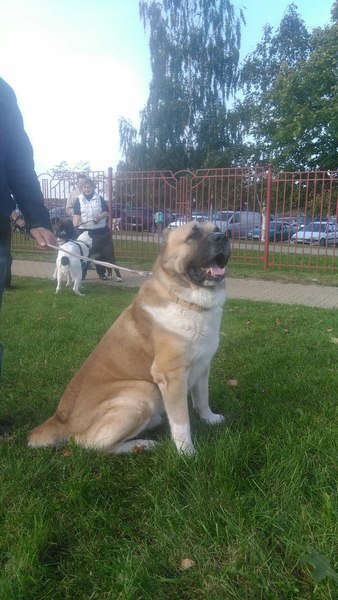 Предлагается кобель среднеазиатской овчарки (Алабай) на вязку - Изображение #2, Объявление #1652280